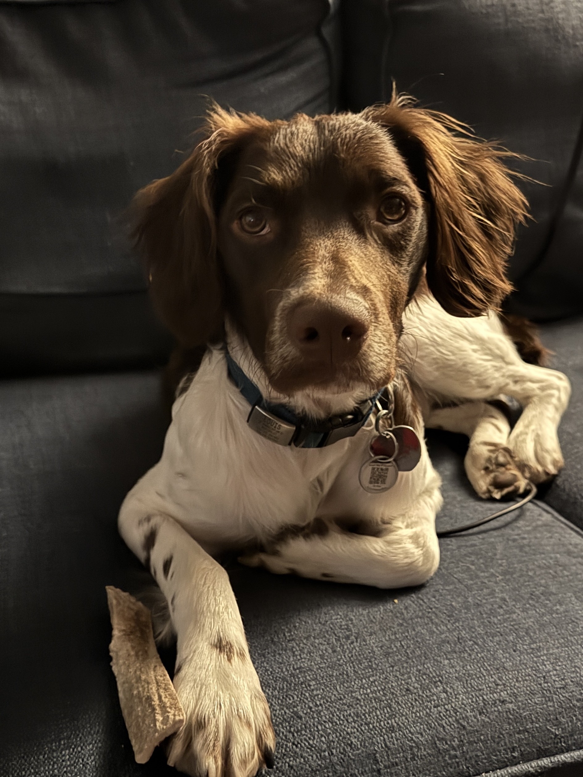 Louis, Patrick's dog